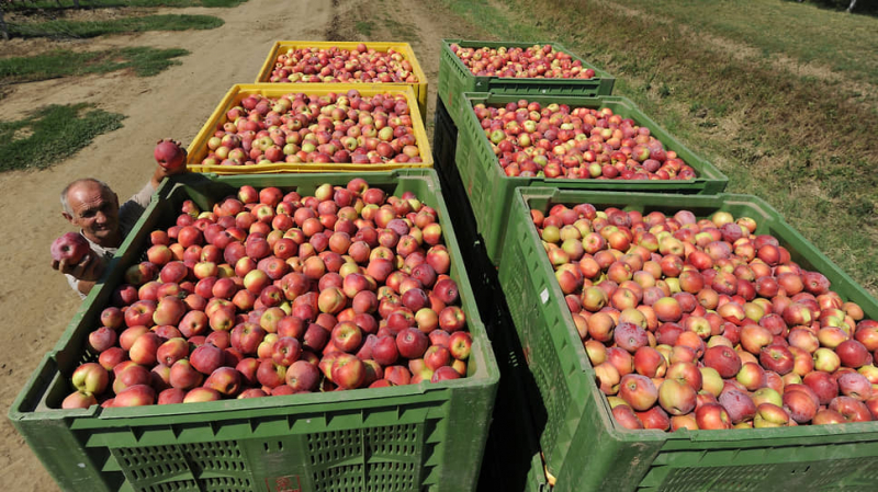 Яблоки давит импортом