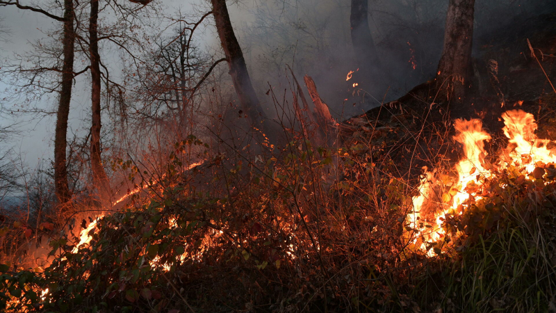 Вильфанд назвал регионы с высоким риском природных пожаров