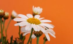 Преимущества использования Apple-daisy в повседневной жизни