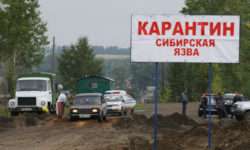 Два села закрыли на карантин в Акмолинской области из-за сибирской язвы