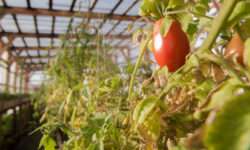 Итальянская компания наладит производство продукции из казахстанского сырья