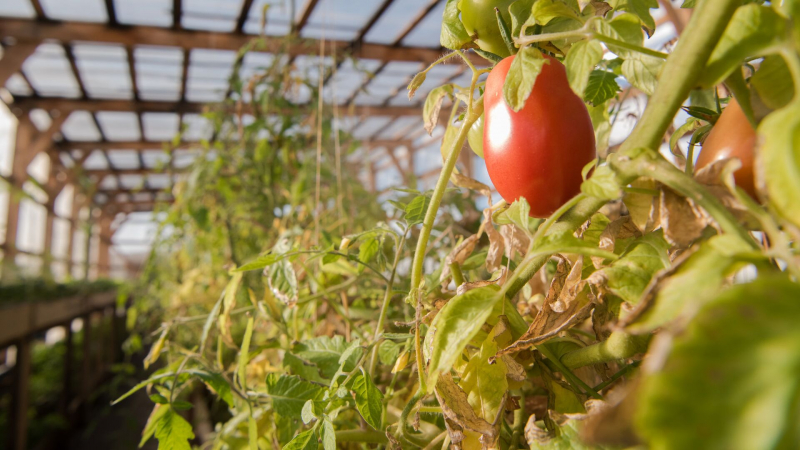 Итальянская компания наладит производство продукции из казахстанского сырья